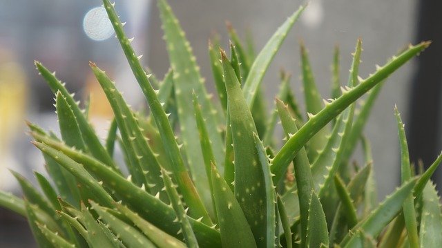 Free download Aloe Vera Plant -  free photo or picture to be edited with GIMP online image editor