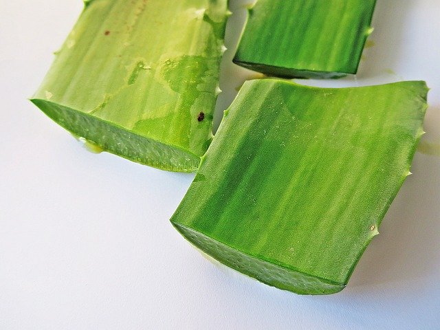 Free download aloe vera treatment of burn free picture to be edited with GIMP free online image editor