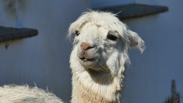 Descărcare gratuită blană de animale de alpaca - fotografie sau imagini gratuite pentru a fi editate cu editorul de imagini online GIMP