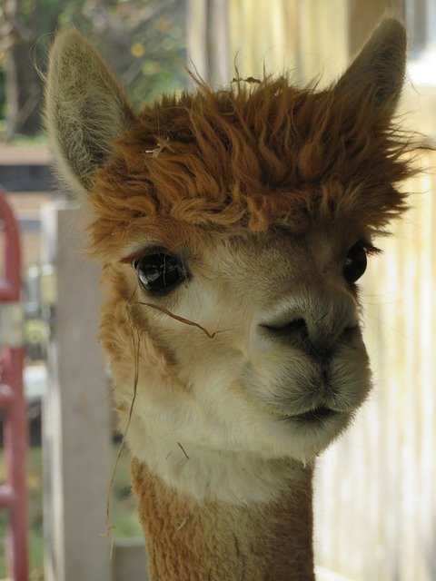 Free picture Alpaca Animal Head -  to be edited by GIMP free image editor by OffiDocs