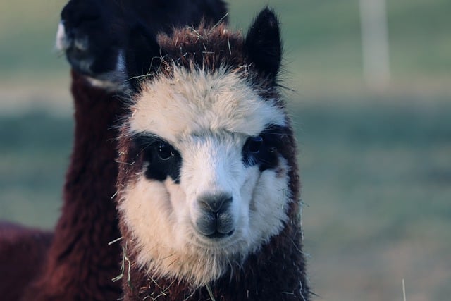 Free download alpaca animal head mammal camelids free picture to be edited with GIMP free online image editor