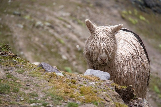 Free download alpaca animal peru bangs fringe free picture to be edited with GIMP free online image editor