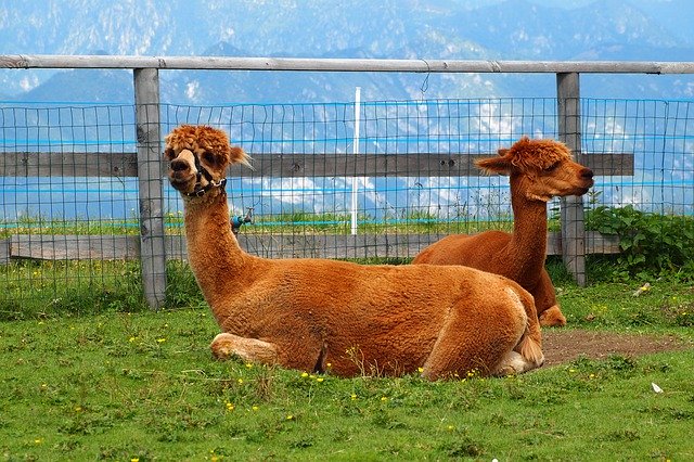Free download Alpaca Animals Vicuña -  free photo or picture to be edited with GIMP online image editor