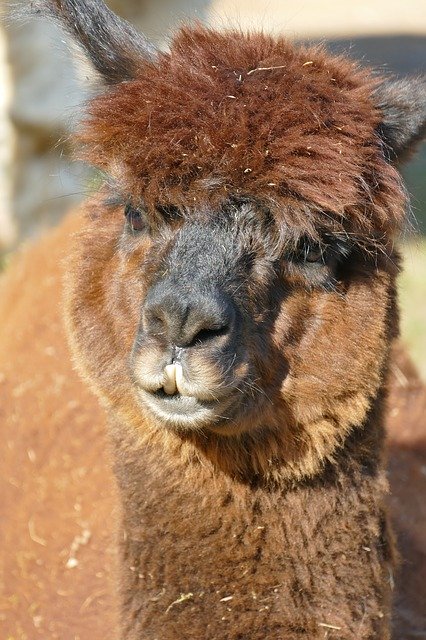 Free download Alpaca Brown Head -  free photo or picture to be edited with GIMP online image editor
