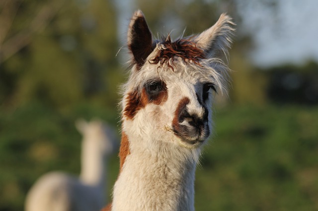 Free download alpaca farm animal livestock wool free picture to be edited with GIMP free online image editor