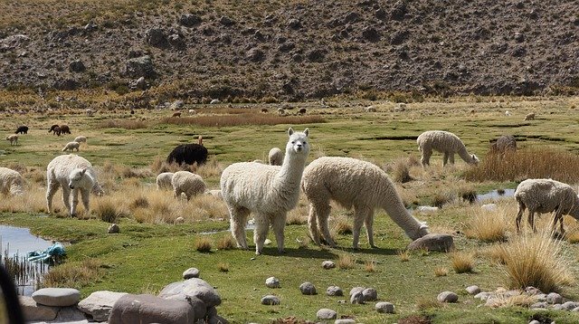 Free download Alpaca Flame -  free photo or picture to be edited with GIMP online image editor