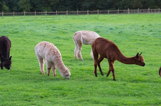 Free download Alpaca Grass Mammal -  free photo or picture to be edited with GIMP online image editor