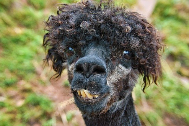 Unduh gratis Alpaca Head Animal - foto atau gambar gratis untuk diedit dengan editor gambar online GIMP