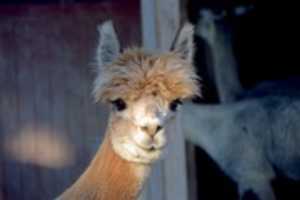 Free download Alpaca free photo or picture to be edited with GIMP online image editor