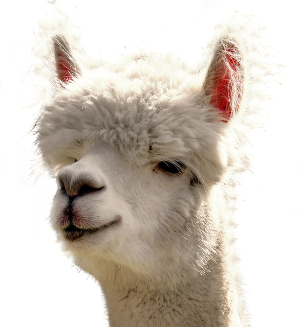 Free download Alpaca Isolated Animal -  free illustration to be edited with GIMP free online image editor