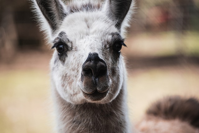 Free download alpaca lama face snout fur wool free picture to be edited with GIMP free online image editor