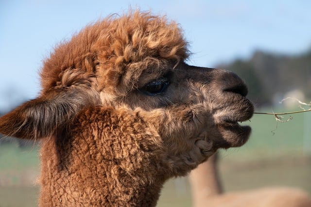 Free download alpaca lama head mammal animal free picture to be edited with GIMP free online image editor