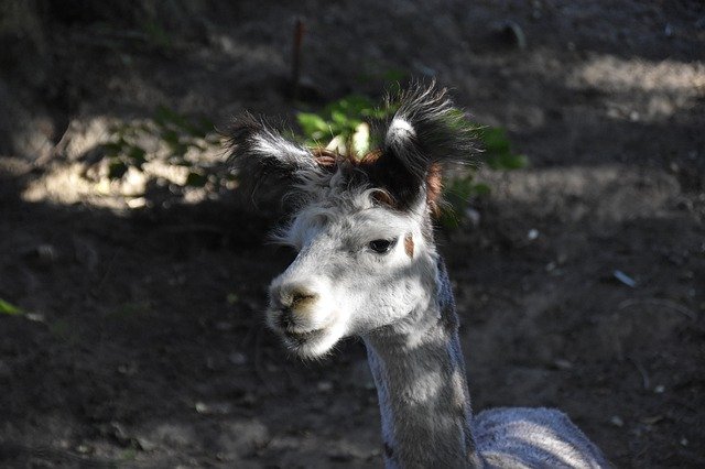 دانلود رایگان Alpaca Male Group Leader - عکس یا تصویر رایگان قابل ویرایش با ویرایشگر تصویر آنلاین GIMP
