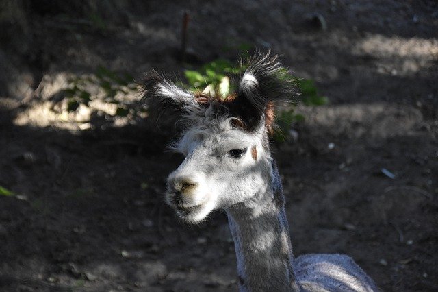 বিনামূল্যে ডাউনলোড করুন Alpaca পুরুষ গ্রুপ লিডার - বিনামূল্যে ছবি বা ছবি GIMP অনলাইন ইমেজ এডিটর দিয়ে সম্পাদনা করা হবে