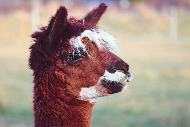 Free download alpaca mammal animal head camelids free picture to be edited with GIMP free online image editor