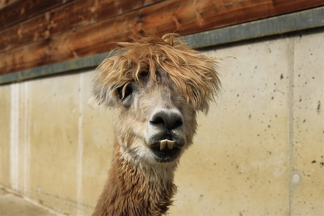 Free download alpaca mammal pako wool free picture to be edited with GIMP free online image editor