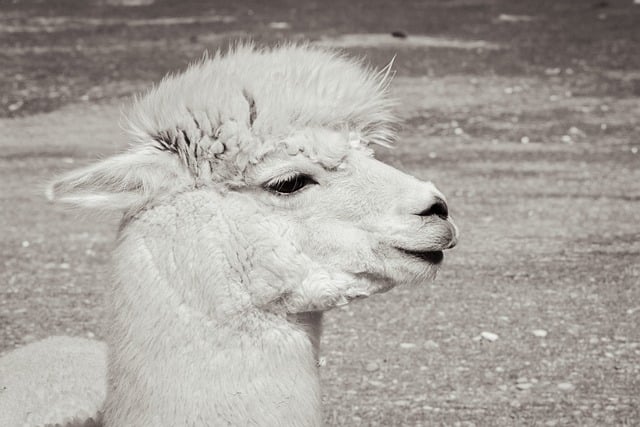 Free download alpaca nature animal mammal wool free picture to be edited with GIMP free online image editor