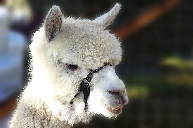 Free download Alpaca Pako Wool -  free photo or picture to be edited with GIMP online image editor