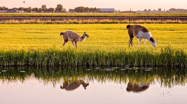 Free download alpacas animals reflection water free picture to be edited with GIMP free online image editor