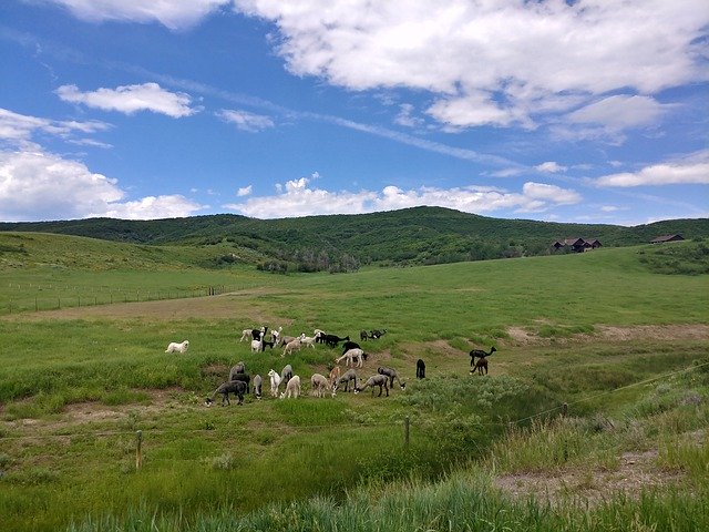 Безкоштовно завантажте Alpacas Farm Green - безкоштовну фотографію чи зображення для редагування за допомогою онлайн-редактора зображень GIMP