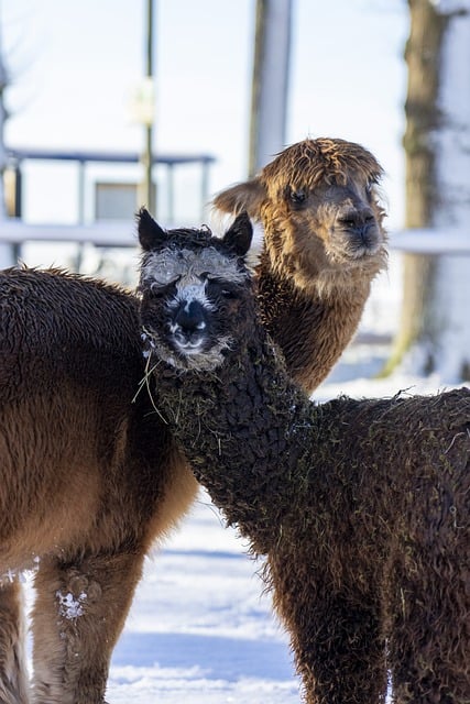 Free download alpacas snow animals nature free picture to be edited with GIMP free online image editor