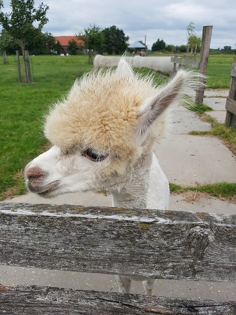 Free download Alpaca Vicugna Pacos Pako -  free photo or picture to be edited with GIMP online image editor