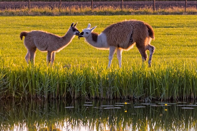 Free download alpaca water evening light grass free picture to be edited with GIMP free online image editor