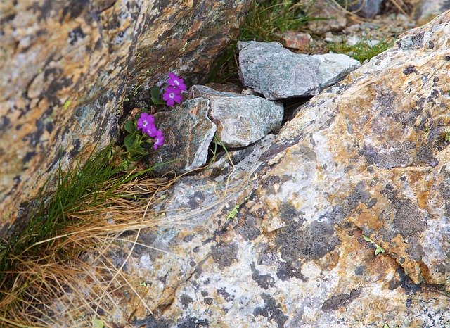 Descarga gratuita Alpine Flower Stone Nature: foto o imagen gratuita para editar con el editor de imágenes en línea GIMP