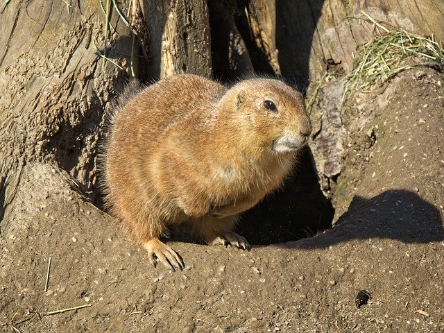 Free download Alpine Marmot Gophers -  free photo or picture to be edited with GIMP online image editor