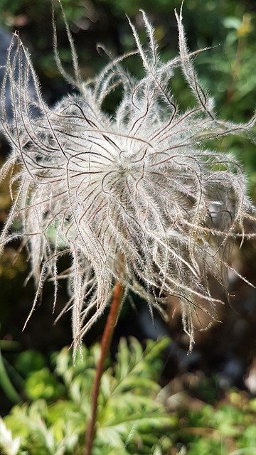 Free picture Alpine Plant Pasqueflower Blossom -  to be edited by GIMP free image editor by OffiDocs