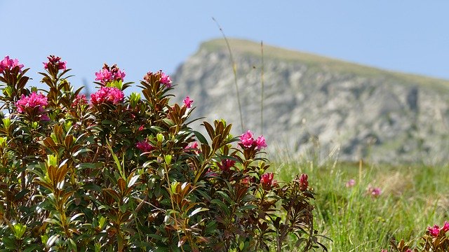 Free download Alpine Rose Blooms Pink Flower -  free photo or picture to be edited with GIMP online image editor