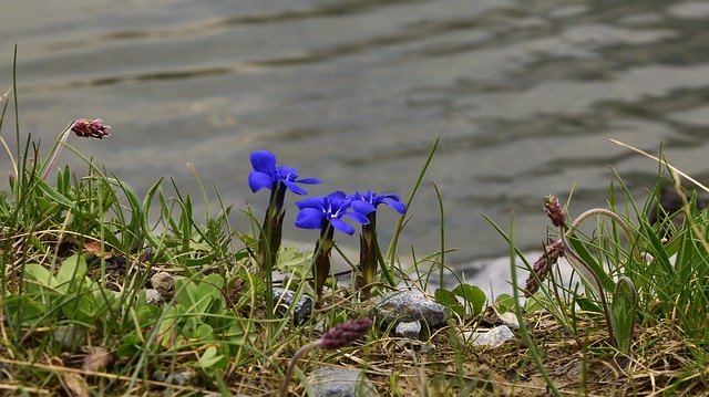 ດາວ​ໂຫຼດ​ຟຣີ Alpine Spring Gentian - ຮູບ​ພາບ​ຟຣີ​ຫຼື​ຮູບ​ພາບ​ທີ່​ຈະ​ໄດ້​ຮັບ​ການ​ແກ້​ໄຂ​ກັບ GIMP ອອນ​ໄລ​ນ​໌​ບັນ​ນາ​ທິ​ການ​ຮູບ​ພາບ​