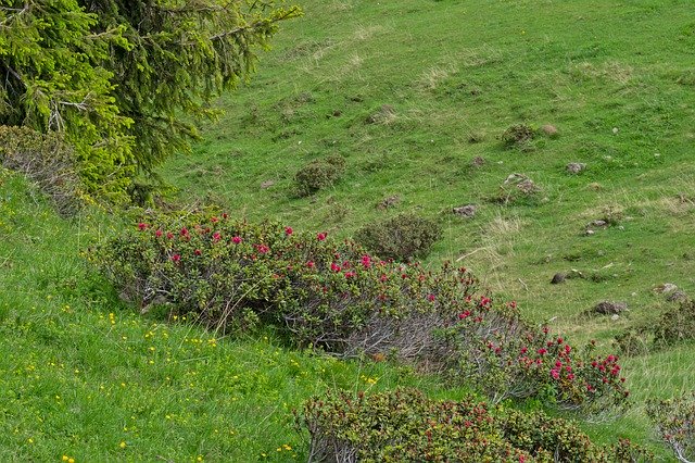 무료 다운로드 Alprose Alpine Flora Almrose - 무료 사진 또는 김프 온라인 이미지 편집기로 편집할 수 있는 사진