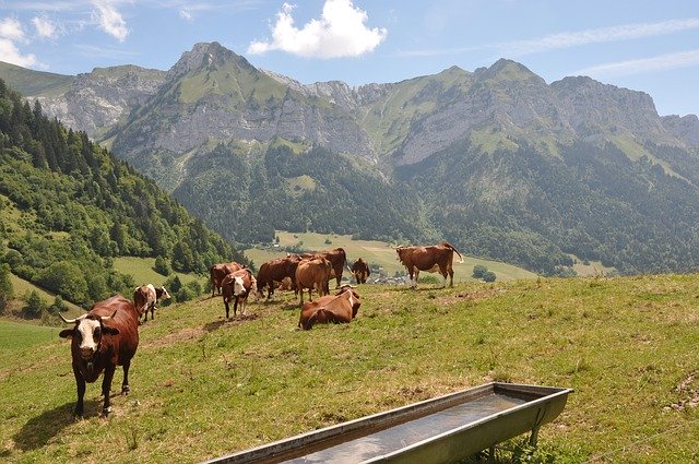 Free download Alps Cows Mountain -  free photo or picture to be edited with GIMP online image editor