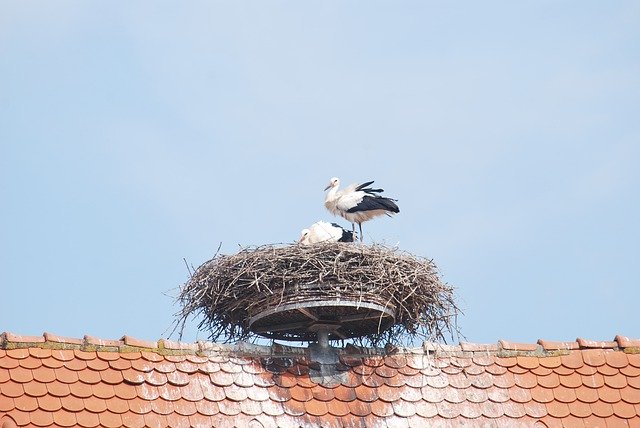 Free download Alsace Stork Nest -  free photo or picture to be edited with GIMP online image editor