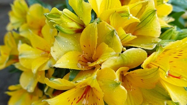 Free download Alstroemeria Colorita Flower -  free photo or picture to be edited with GIMP online image editor