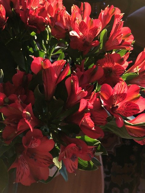 무료 다운로드 Alstroemeria Flowers Red - 무료 사진 또는 김프 온라인 이미지 편집기로 편집할 수 있는 사진