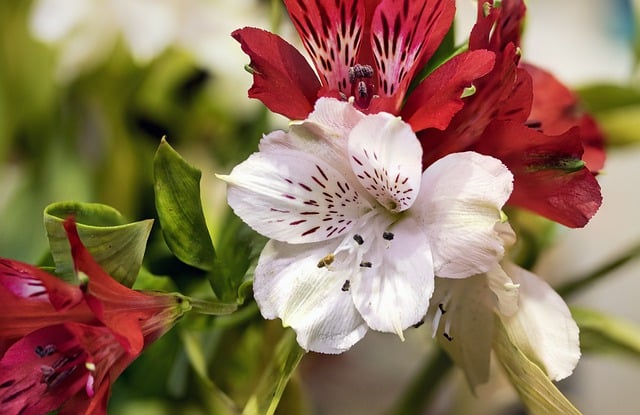 Free download alstroemeria peruvian lilies free picture to be edited with GIMP free online image editor