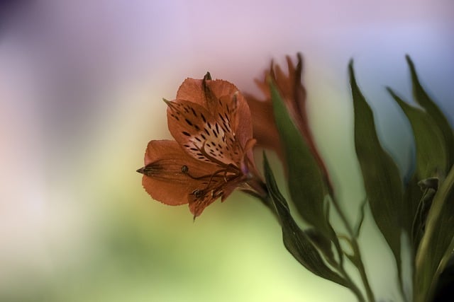 Free download alstromeria flowers bloom blossom free picture to be edited with GIMP free online image editor