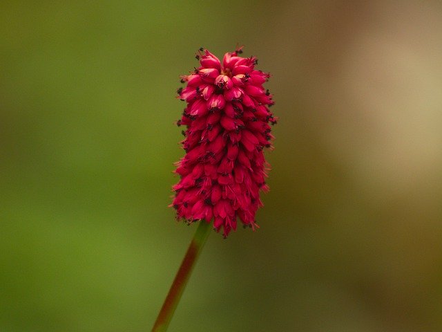 دانلود رایگان Alstromeria Red Flower - عکس یا تصویر رایگان قابل ویرایش با ویرایشگر تصویر آنلاین GIMP