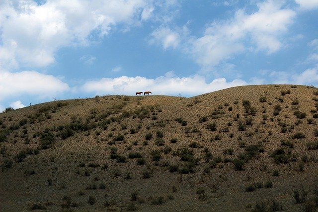 Free download Altai Horses Horse -  free photo or picture to be edited with GIMP online image editor