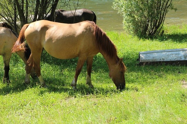 Baixe grátis Altai Mountain Cebsan Horse - foto ou imagem gratuita a ser editada com o editor de imagens online GIMP