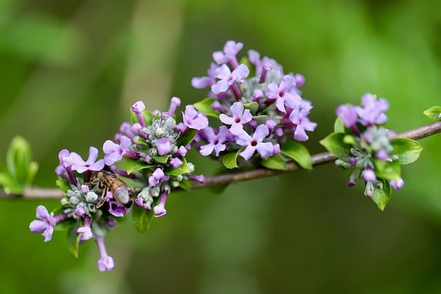 Free download alternate leaved buddleia free picture to be edited with GIMP free online image editor
