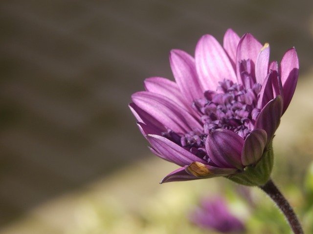 Gratis download A Lush Purple - gratis foto of afbeelding om te bewerken met GIMP online afbeeldingseditor