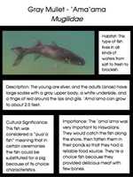 Free download amaama free photo or picture to be edited with GIMP online image editor