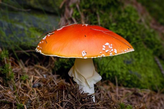 Free download amanita muscaria mushroom free picture to be edited with GIMP free online image editor