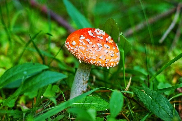 قم بتنزيل Amanita Mushroom Forest - صورة مجانية أو صورة مجانية ليتم تحريرها باستخدام محرر الصور عبر الإنترنت GIMP