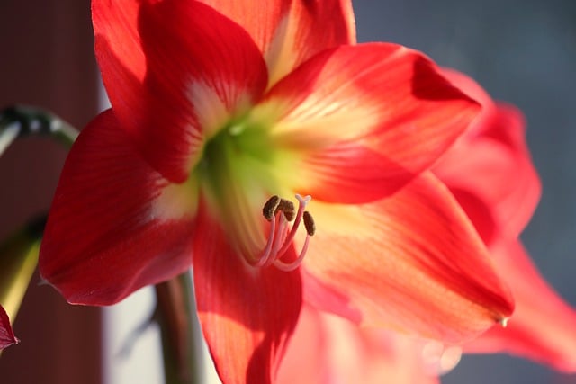 Free download amaryllis blossom bloom red flower free picture to be edited with GIMP free online image editor