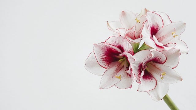 Free download amaryllis christmas flower christmas free picture to be edited with GIMP free online image editor