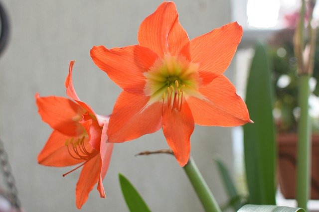 Unduh gratis Amaryllis Flower Nature - foto atau gambar gratis untuk diedit dengan editor gambar online GIMP